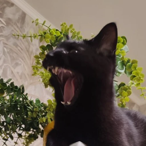 Міша Слободян